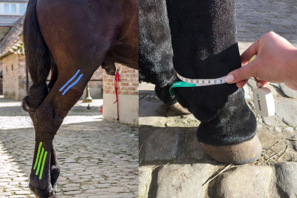 Manuele lymfedrainage bij het paard lymfetaping omtrek meten van een paardenbeen met CPL chronisch progressief lymfoedeem